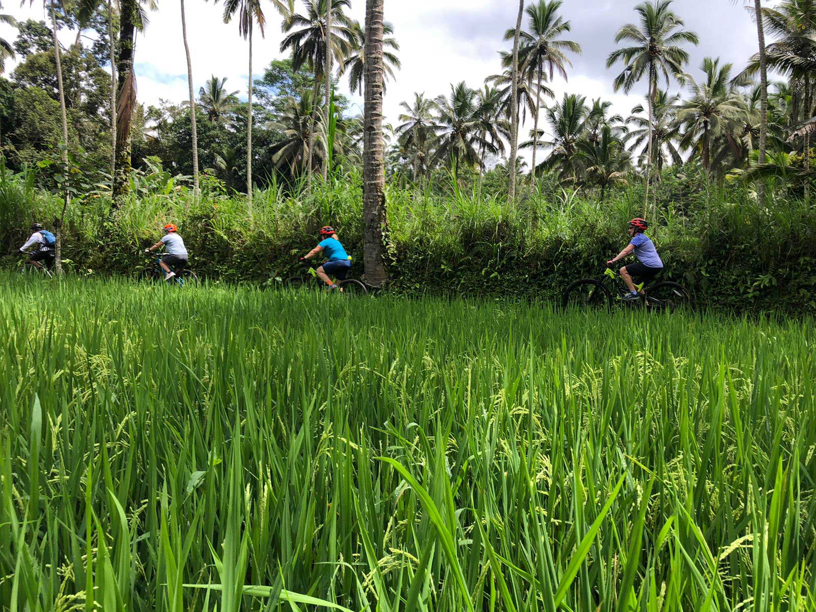 Mountain Bike Day Rides in Bali